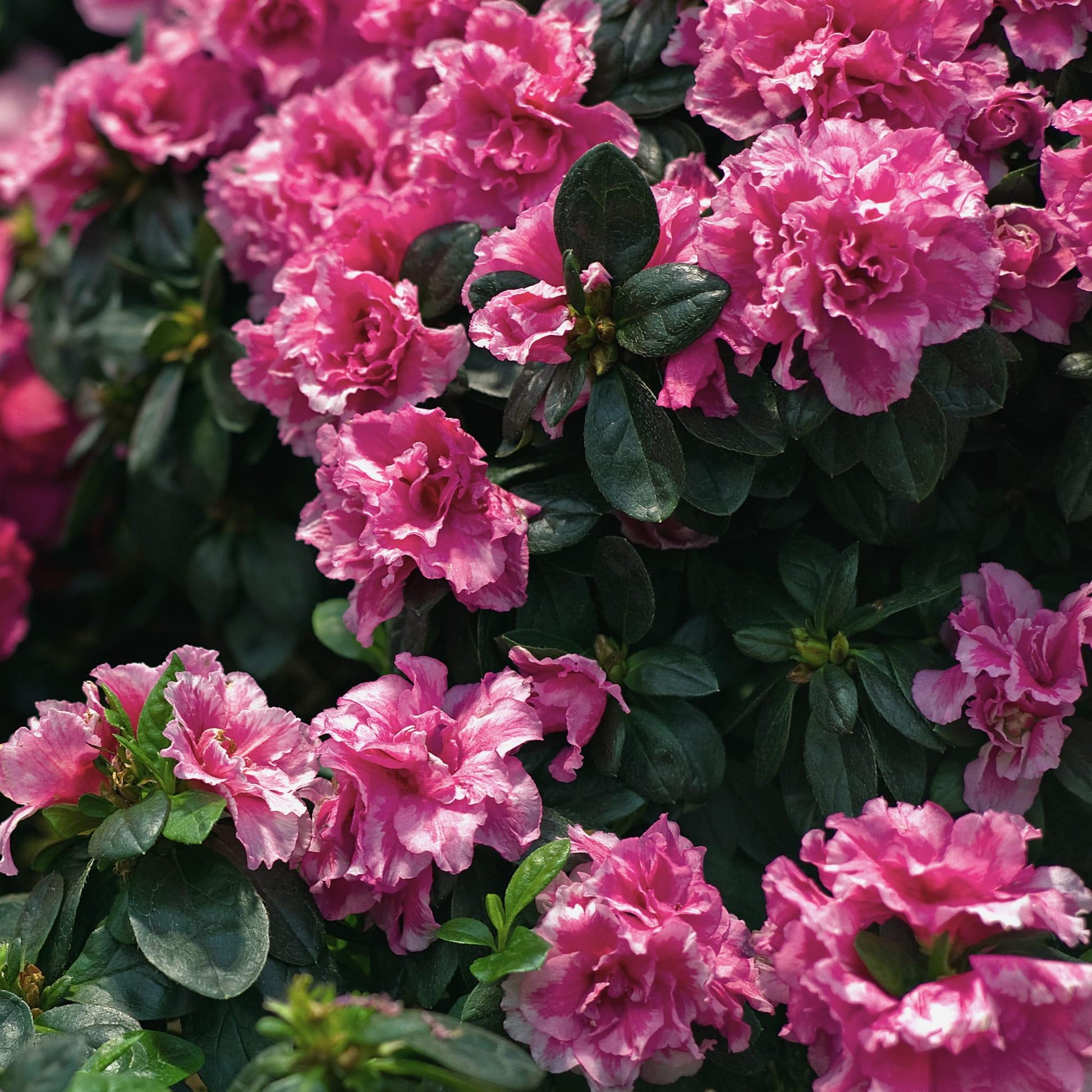 Azalea Silver Sword - View 7 from www redcrocus com