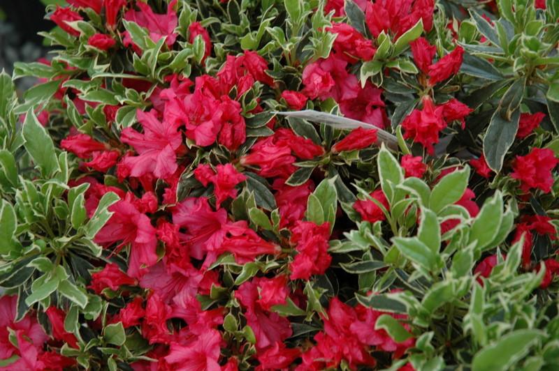 Azalea Silver Sword - View 8 from www redcrocus com