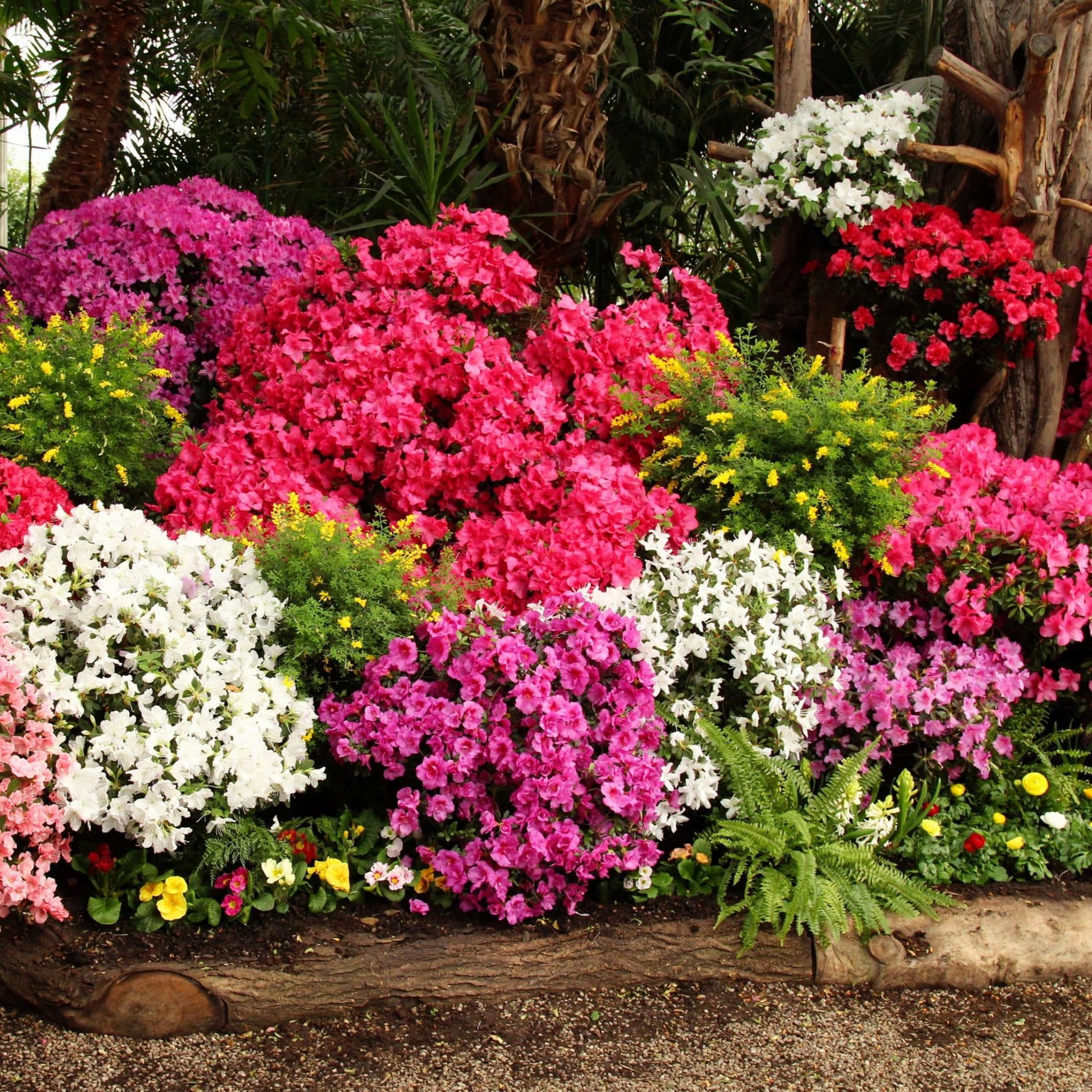 Azalea Silver Sword - View 9 from www redcrocus com