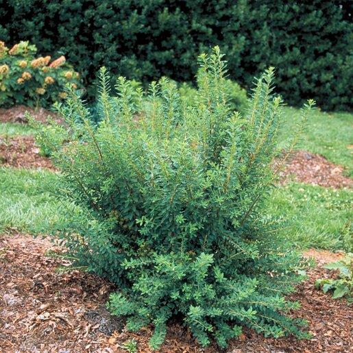 Spirea Nipponica 'snowmound' - View 10 from www redcrocus com