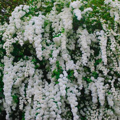 Spirea Nipponica 'snowmound' - View 11 from www redcrocus com