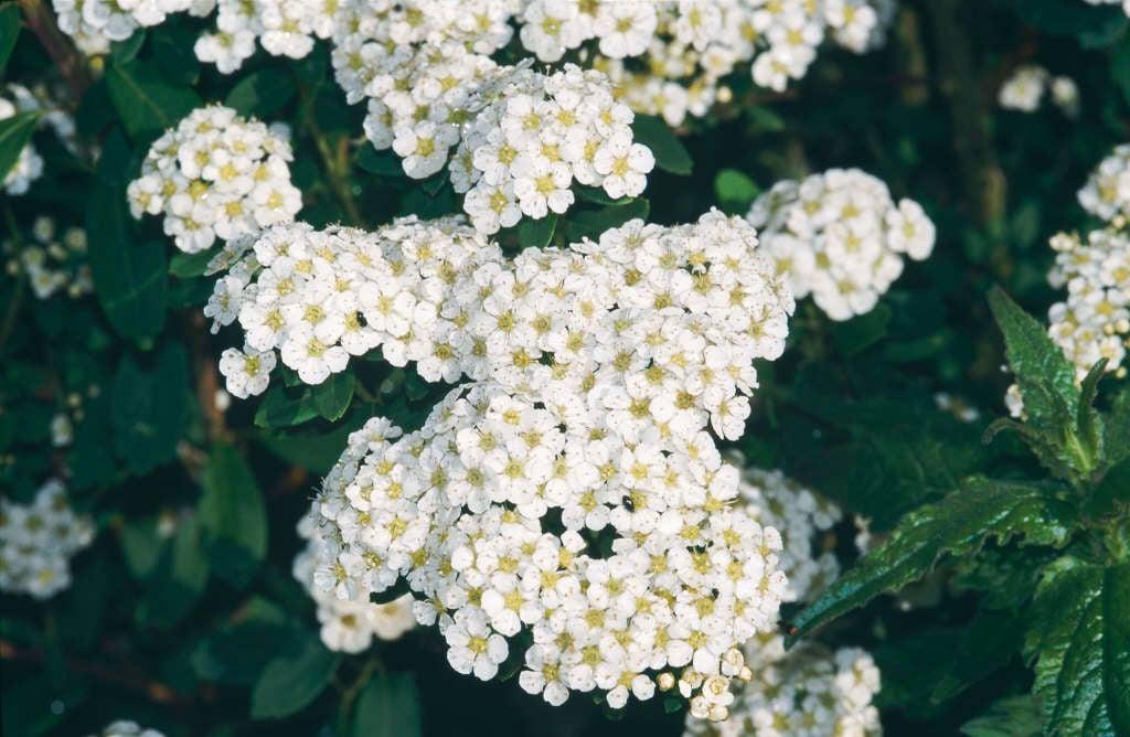 Spirea Nipponica 'snowmound' - View 14 from www redcrocus com
