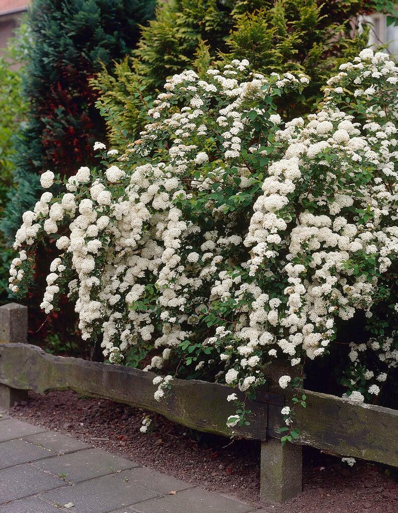 Spirea Nipponica 'snowmound' - View 15 from www redcrocus com