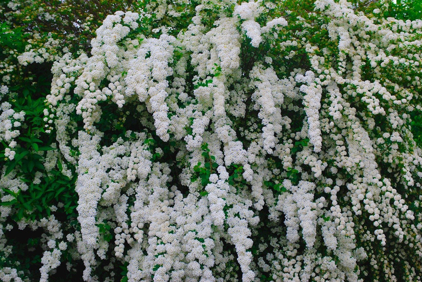 Spirea Nipponica 'snowmound' - View 16 from www redcrocus com
