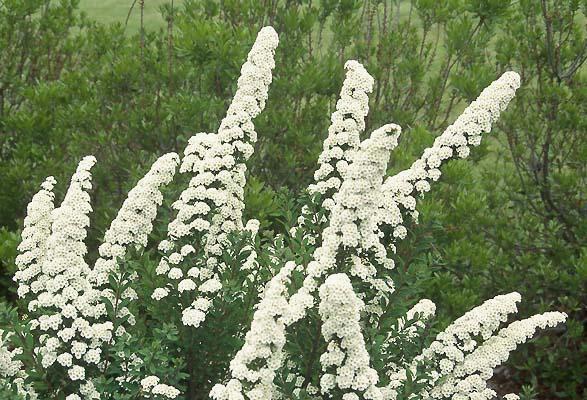 Spirea Nipponica 'snowmound' - View 17 from www redcrocus com