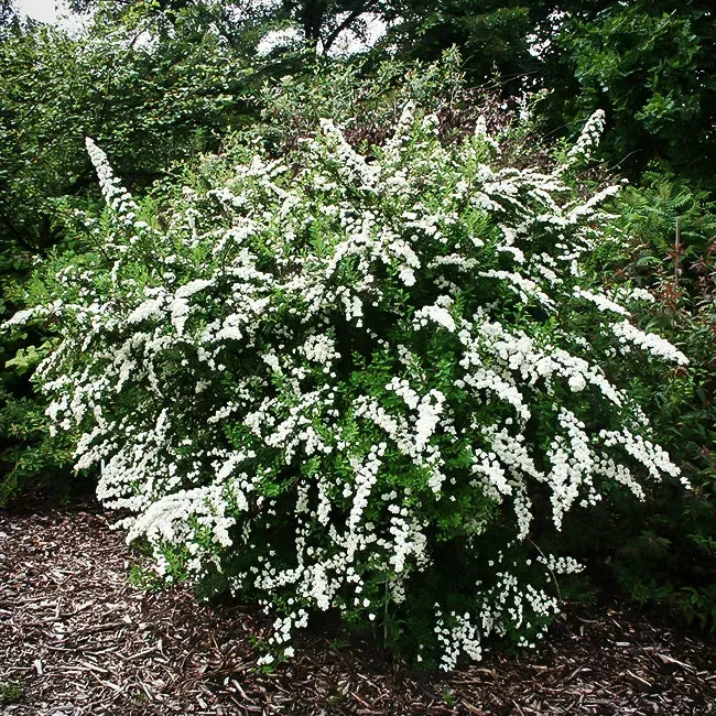 Spirea Nipponica 'snowmound' - View 18 from www redcrocus com