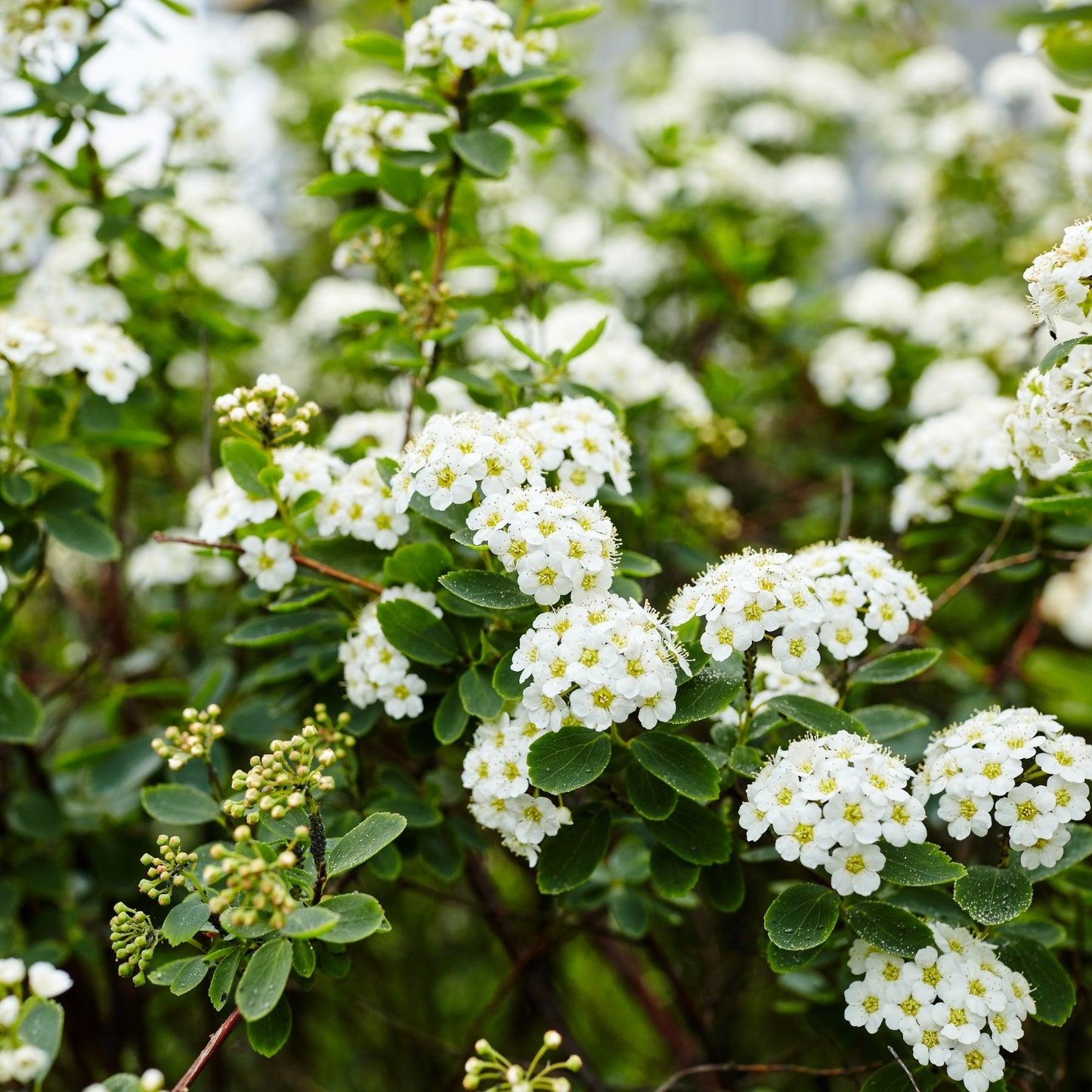 Spirea Nipponica 'snowmound' - View 21 from www redcrocus com