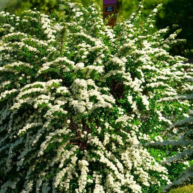 Spirea Nipponica 'snowmound' - View 23 from www redcrocus com