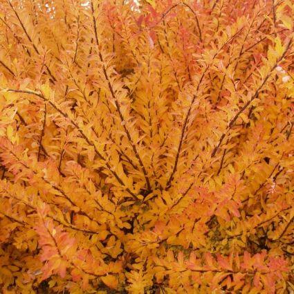 Spirea Nipponica 'snowmound' - View 24 from www redcrocus com