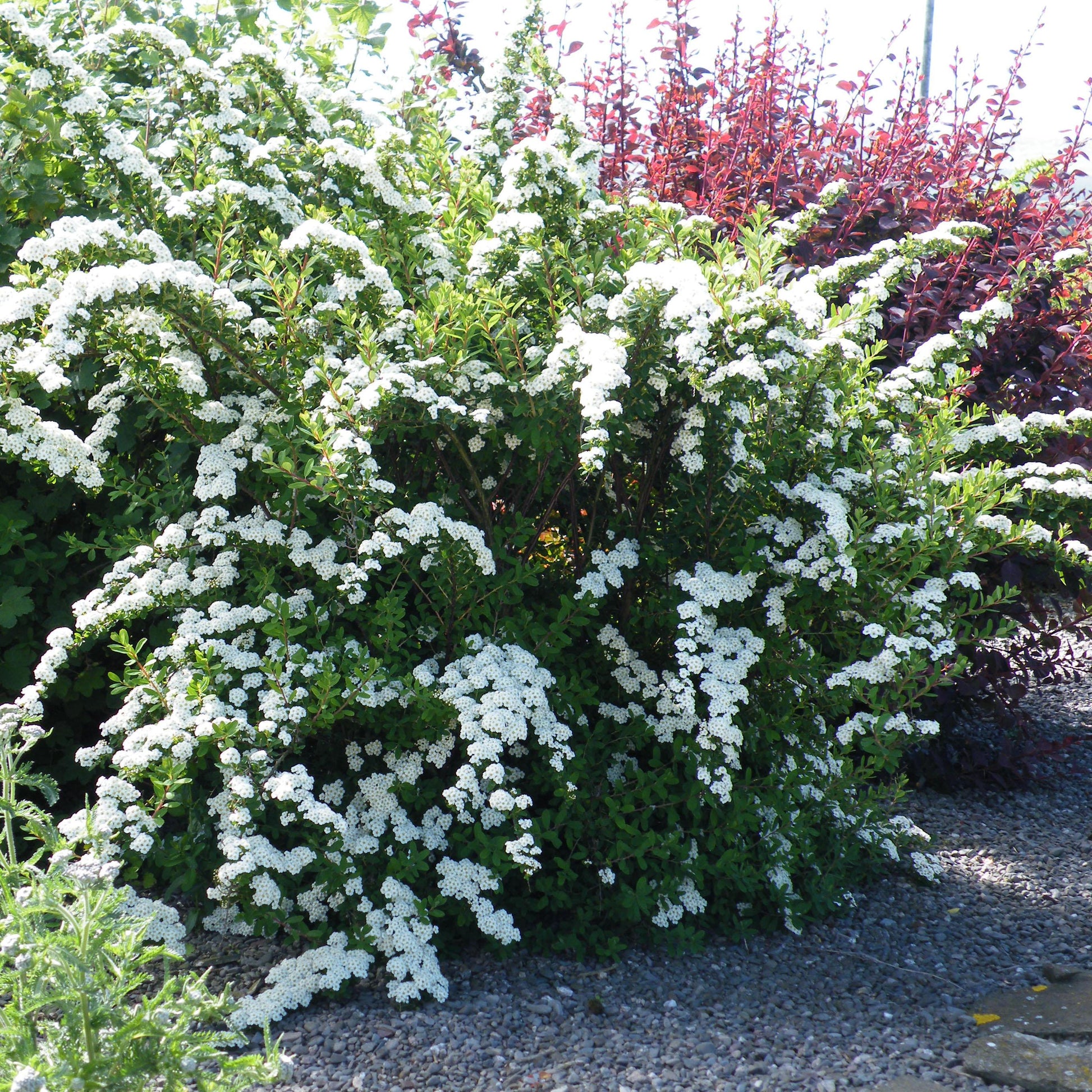 Spirea Nipponica 'snowmound' - View 26 from www redcrocus com