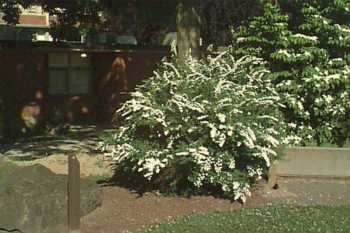 Spirea Nipponica 'snowmound' - View 27 from www redcrocus com