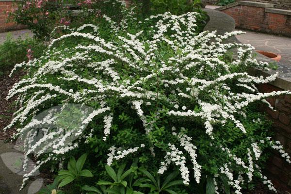 Spirea Nipponica 'snowmound' - View 28 from www redcrocus com