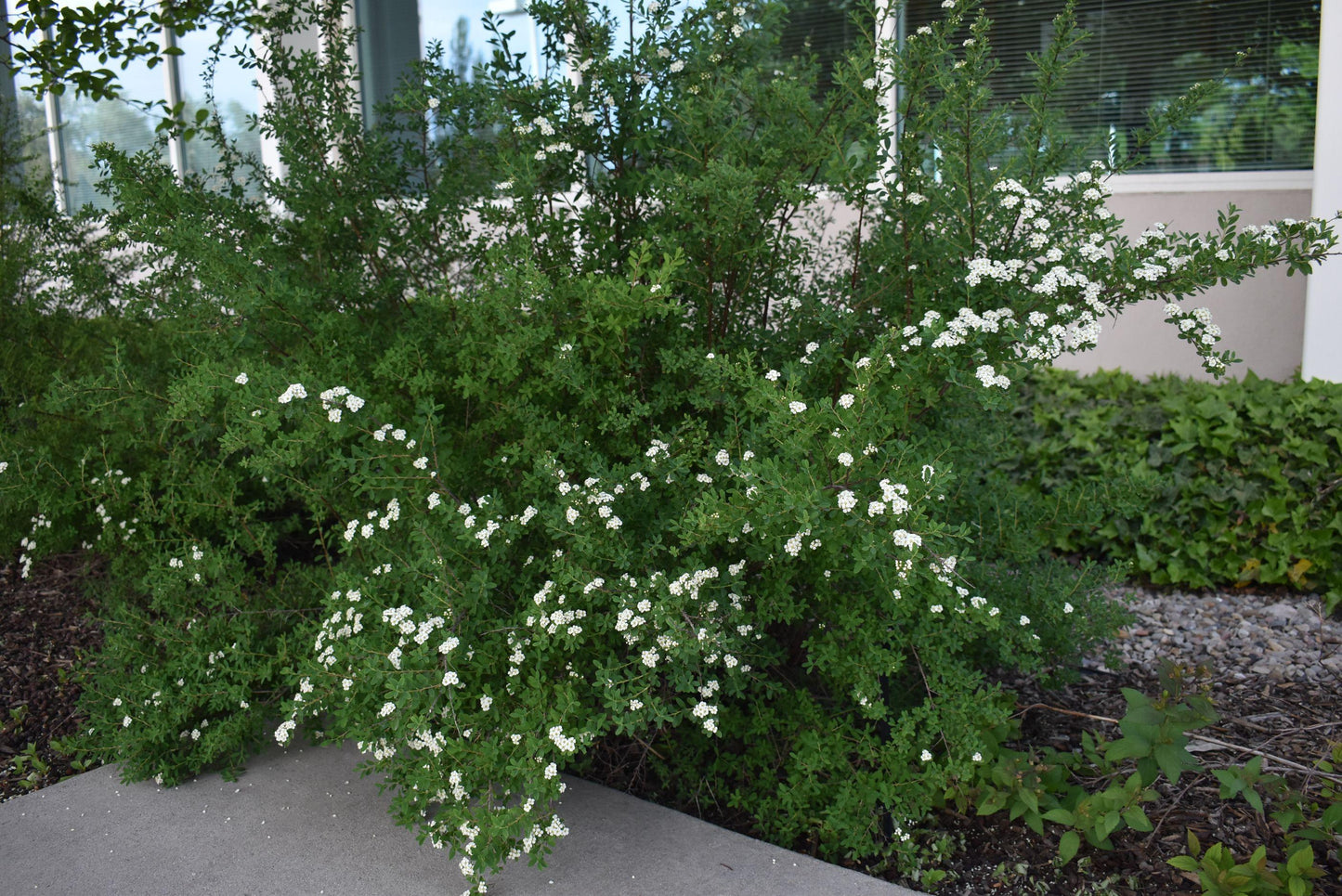 Spirea Nipponica 'snowmound' - View 29 from www redcrocus com