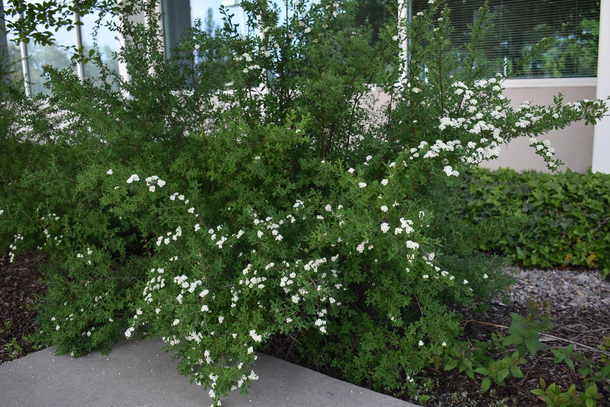 Spirea Nipponica 'snowmound' - View 29 from www redcrocus com