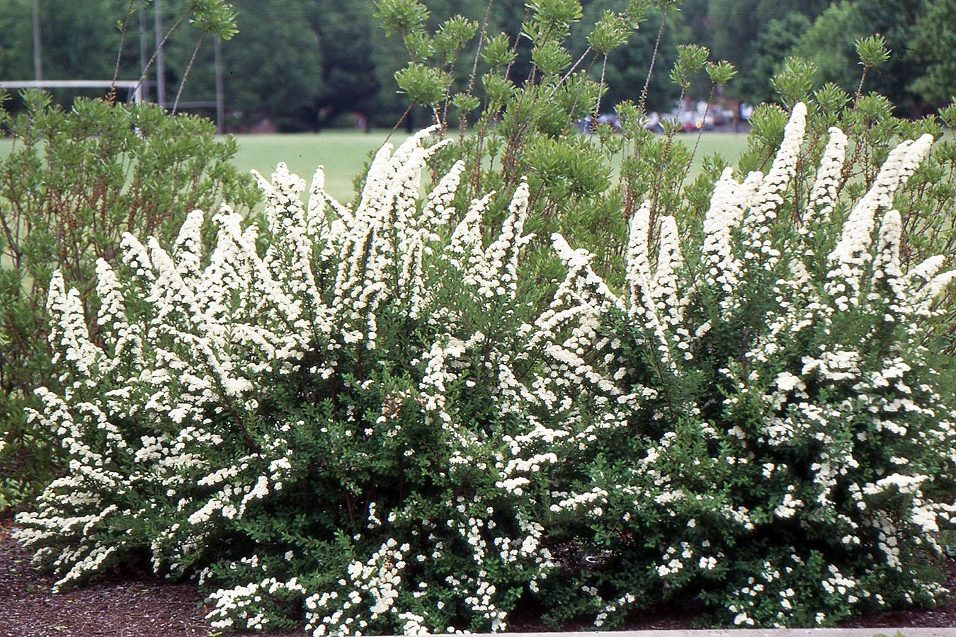 Spirea Nipponica 'snowmound' - View 2 from www redcrocus com