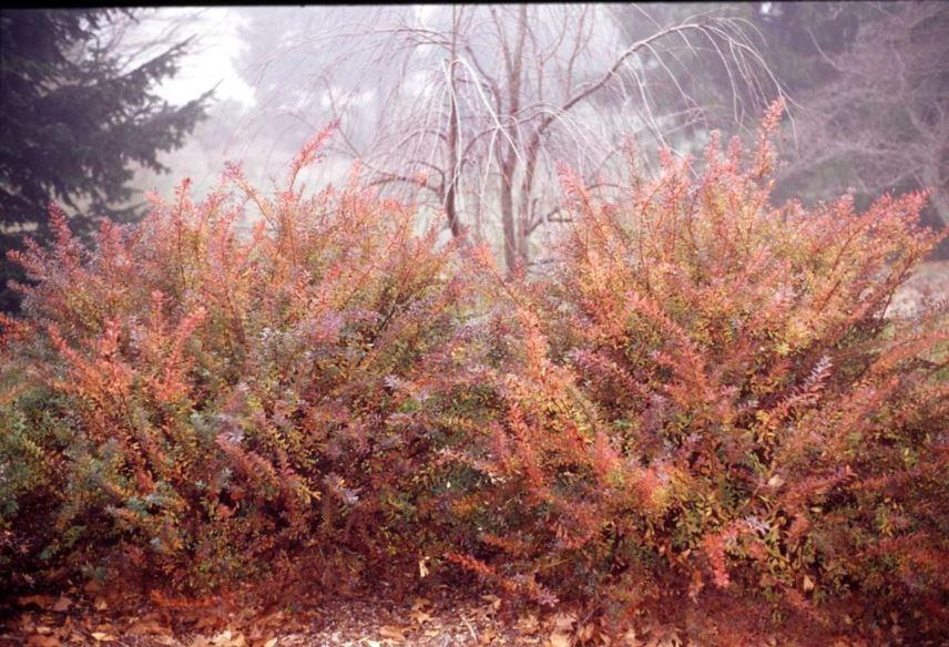 Spirea Nipponica 'snowmound' - View 30 from www redcrocus com