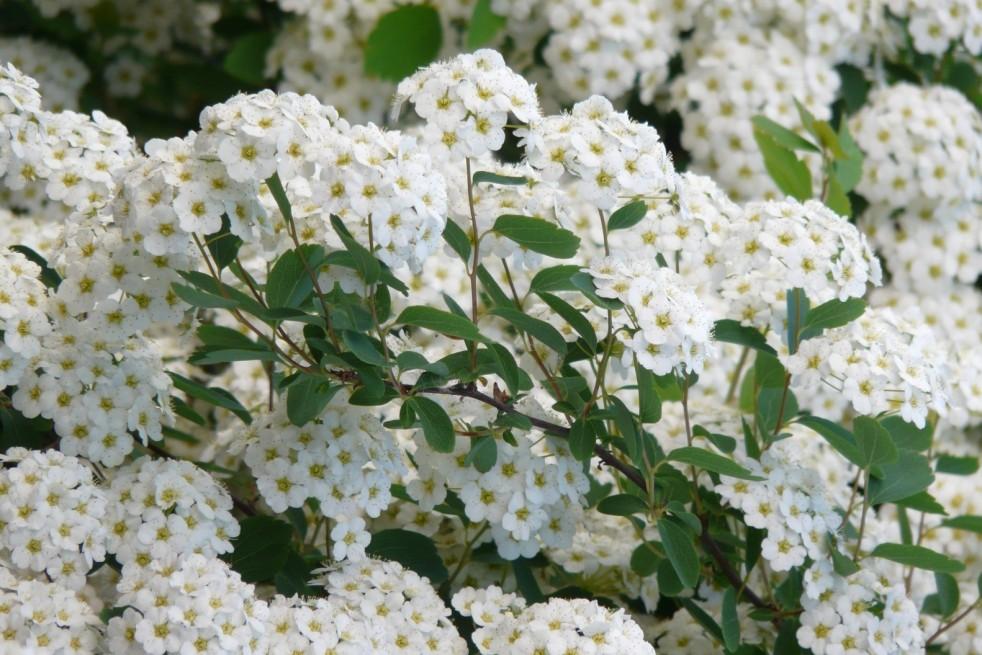 Spirea Nipponica 'snowmound' - View 31 from www redcrocus com