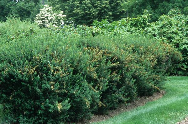 Spirea Nipponica 'snowmound' - View 34 from www redcrocus com