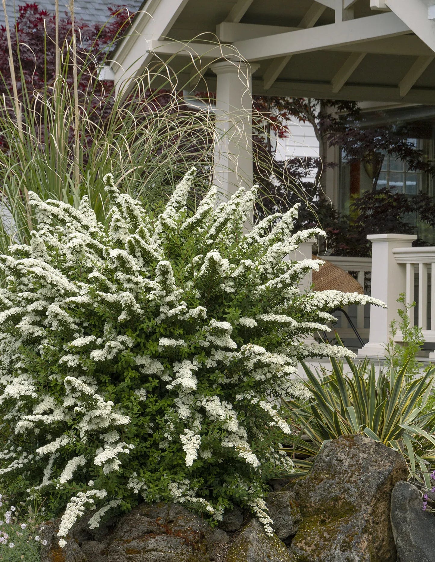 Spirea Nipponica 'snowmound' - View 35 from www redcrocus com