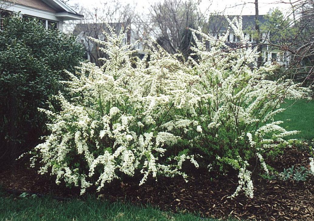 Spirea Nipponica 'snowmound' - View 4 from www redcrocus com