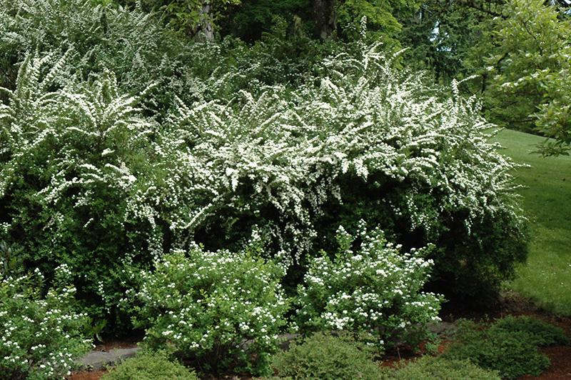 Spirea Nipponica 'snowmound' - View 5 from www redcrocus com