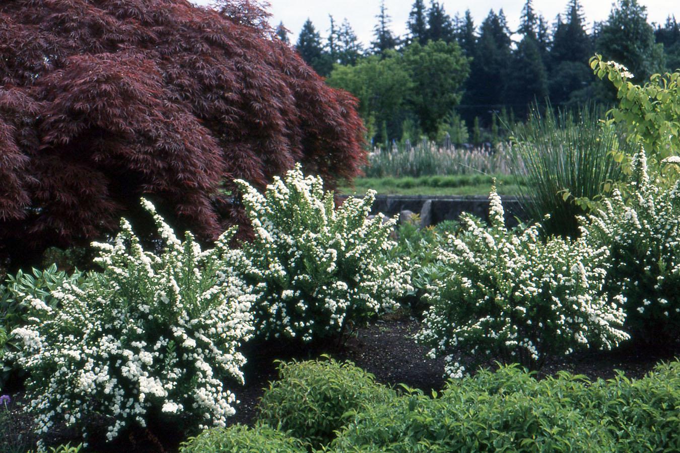 Spirea Nipponica 'snowmound' - View 6 from www redcrocus com
