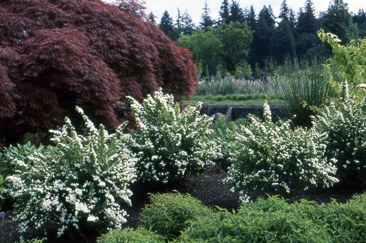 Spirea Nipponica 'snowmound' - View 6 from www redcrocus com