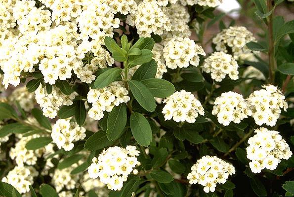 Spirea Nipponica 'snowmound' - View 8 from www redcrocus com