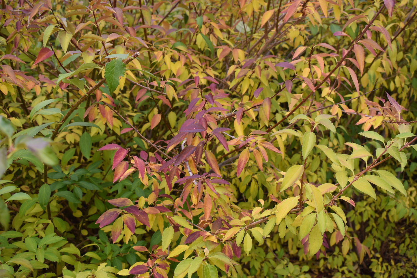 Forsythia Intermedia Lynwood Gold - View 11 from www redcrocus com