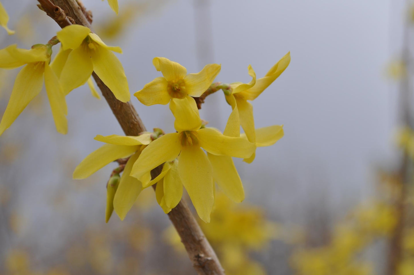 Forsythia Intermedia Lynwood Gold - View 12 from www redcrocus com