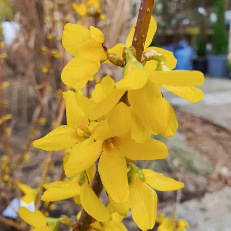 Forsythia Intermedia Lynwood Gold - View 13 from www redcrocus com