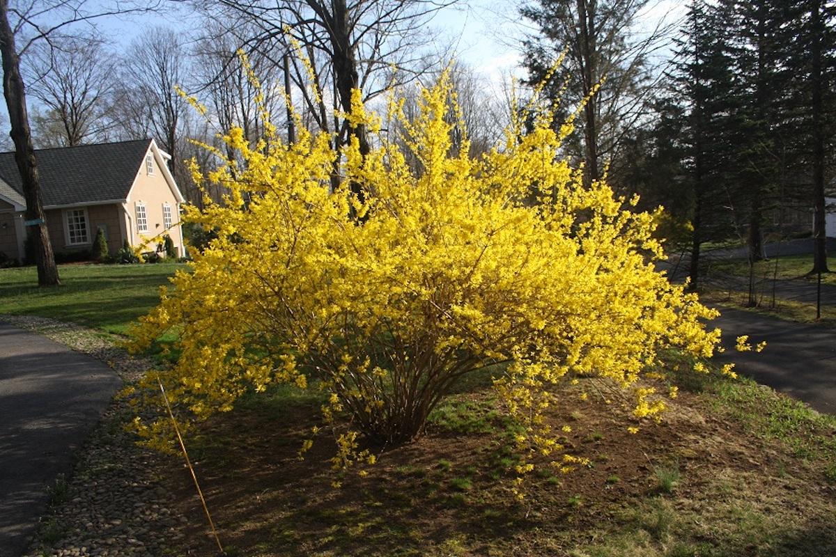 Forsythia Intermedia Lynwood Gold - View 19 from www redcrocus com