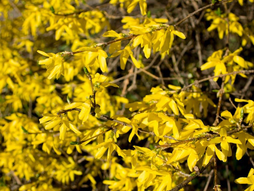 Forsythia Intermedia Lynwood Gold - View 2 from www redcrocus com