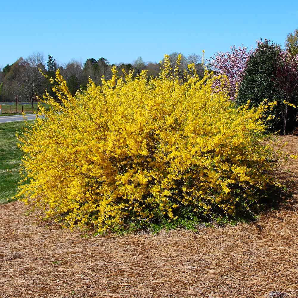 Forsythia Intermedia Lynwood Gold - View 6 from www redcrocus com