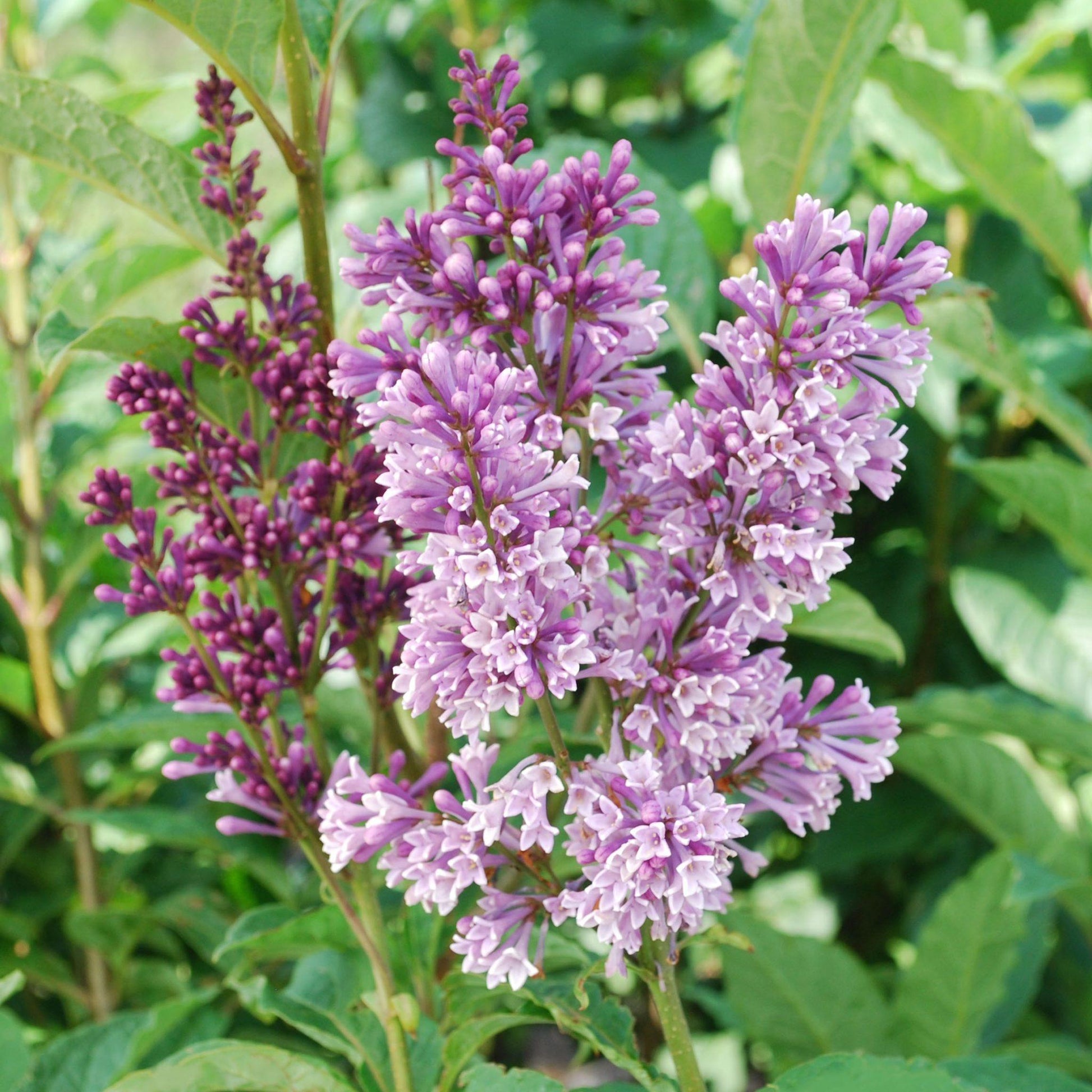 Syringa Prestoniae Donald Wyman - View 5 from www redcrocus com