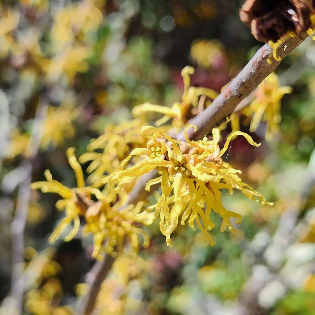 Hamamelis Virginiana - View 14 from www redcrocus com