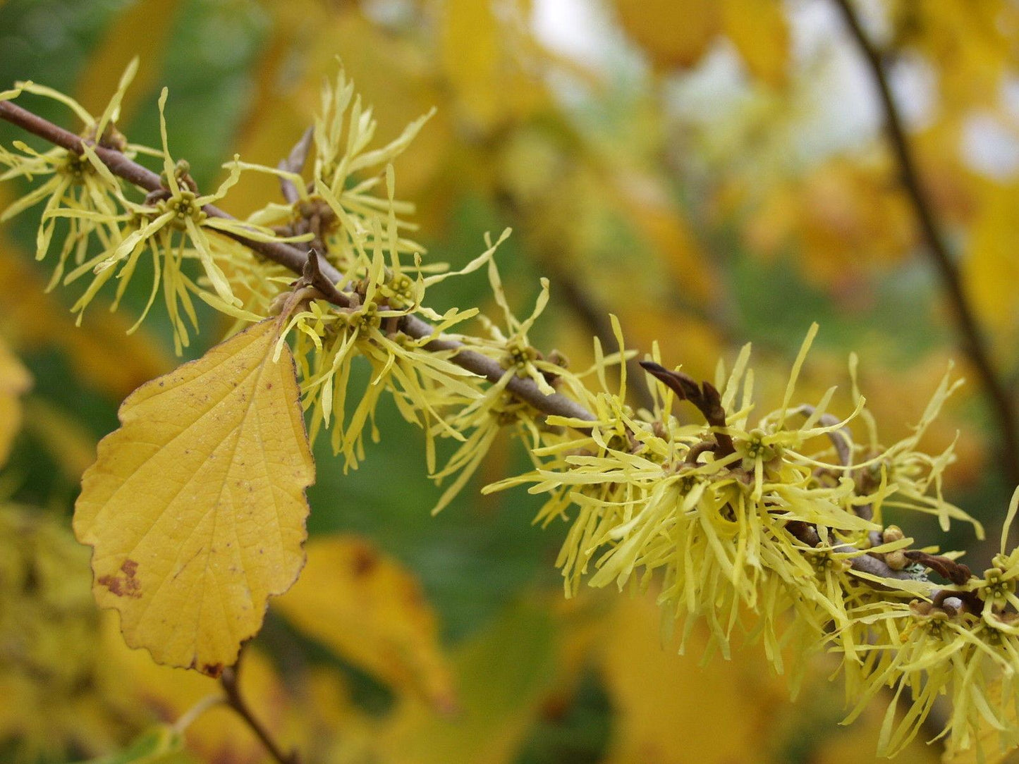 Hamamelis Virginiana - View 16 from www redcrocus com