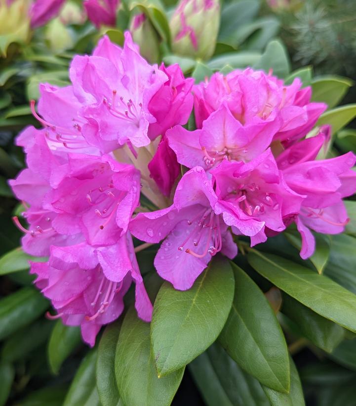 Rhododendron Maximum - View 10 from www redcrocus com