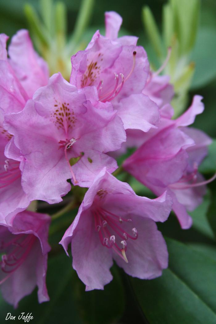Rhododendron Maximum - View 13 from www redcrocus com