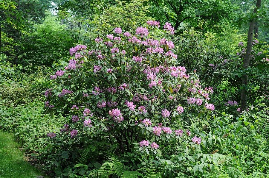 Rhododendron Maximum - View 15 from www redcrocus com