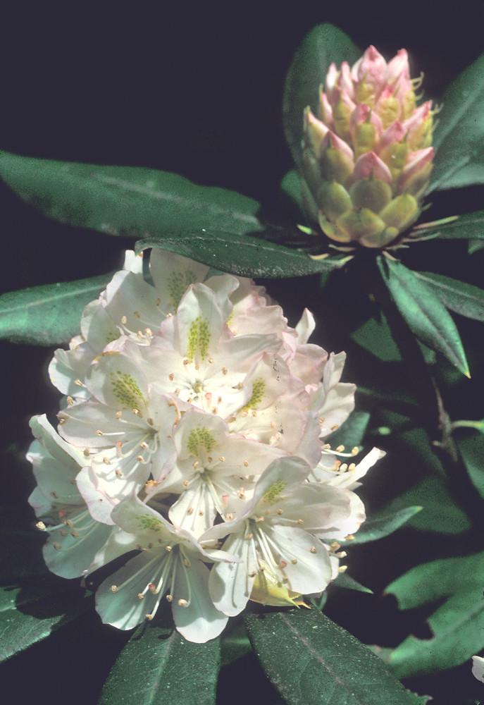 Rhododendron Maximum - View 17 from www redcrocus com