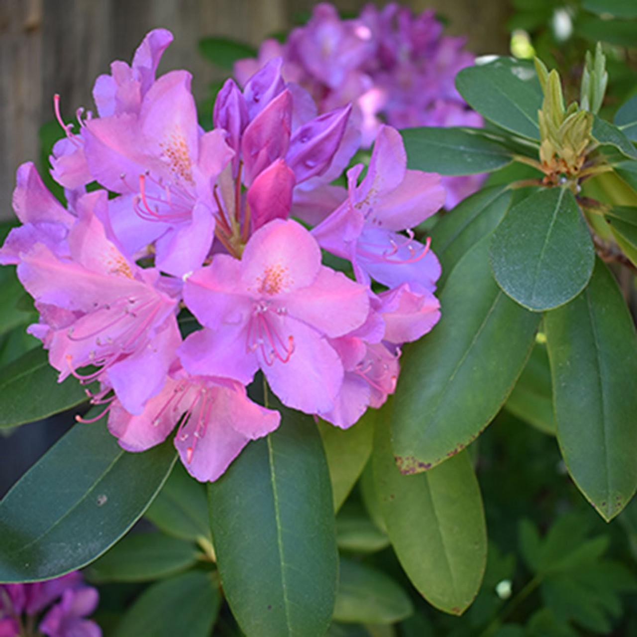 Rhododendron Maximum - View 18 from www redcrocus com