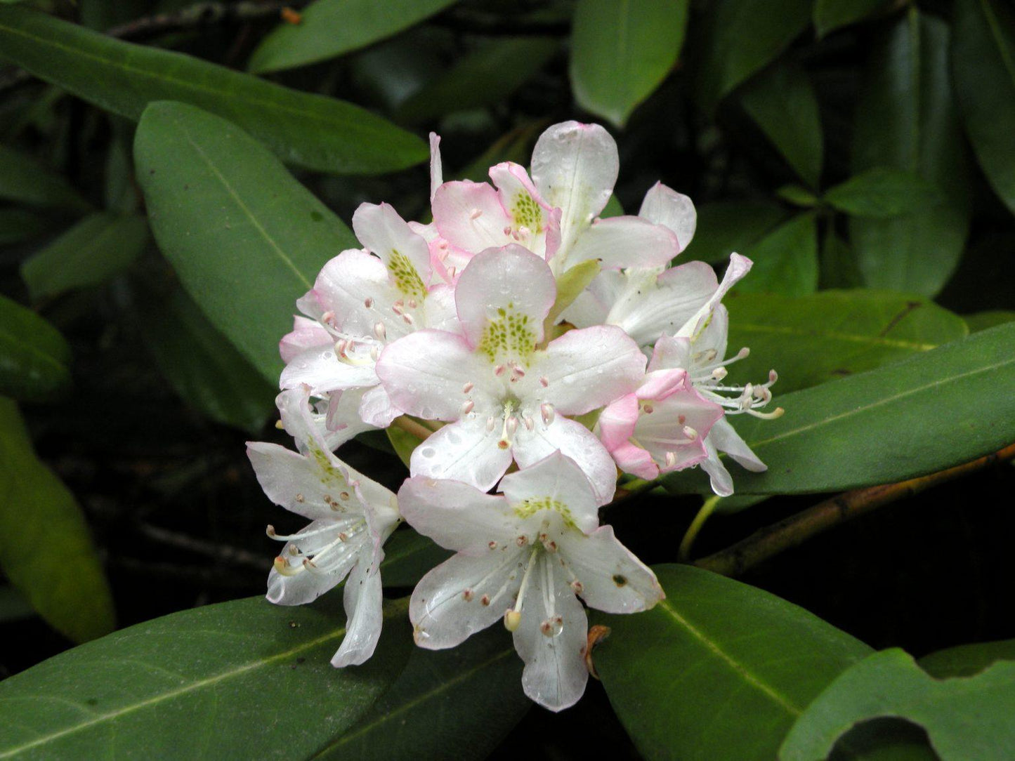 Rhododendron Maximum - View 19 from www redcrocus com
