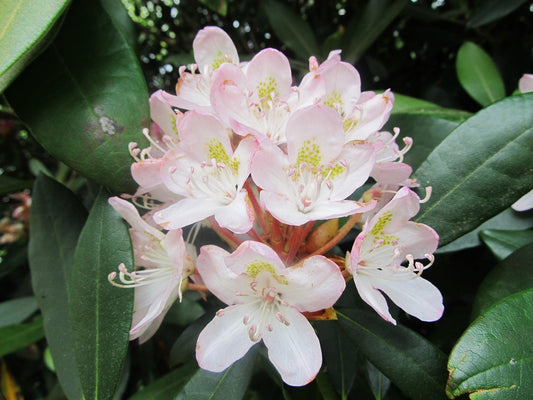 Rhododendron Maximum - View 1 from www redcrocus com