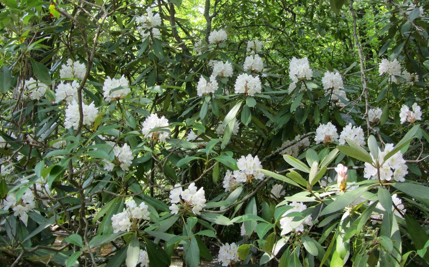 Rhododendron Maximum - View 20 from www redcrocus com