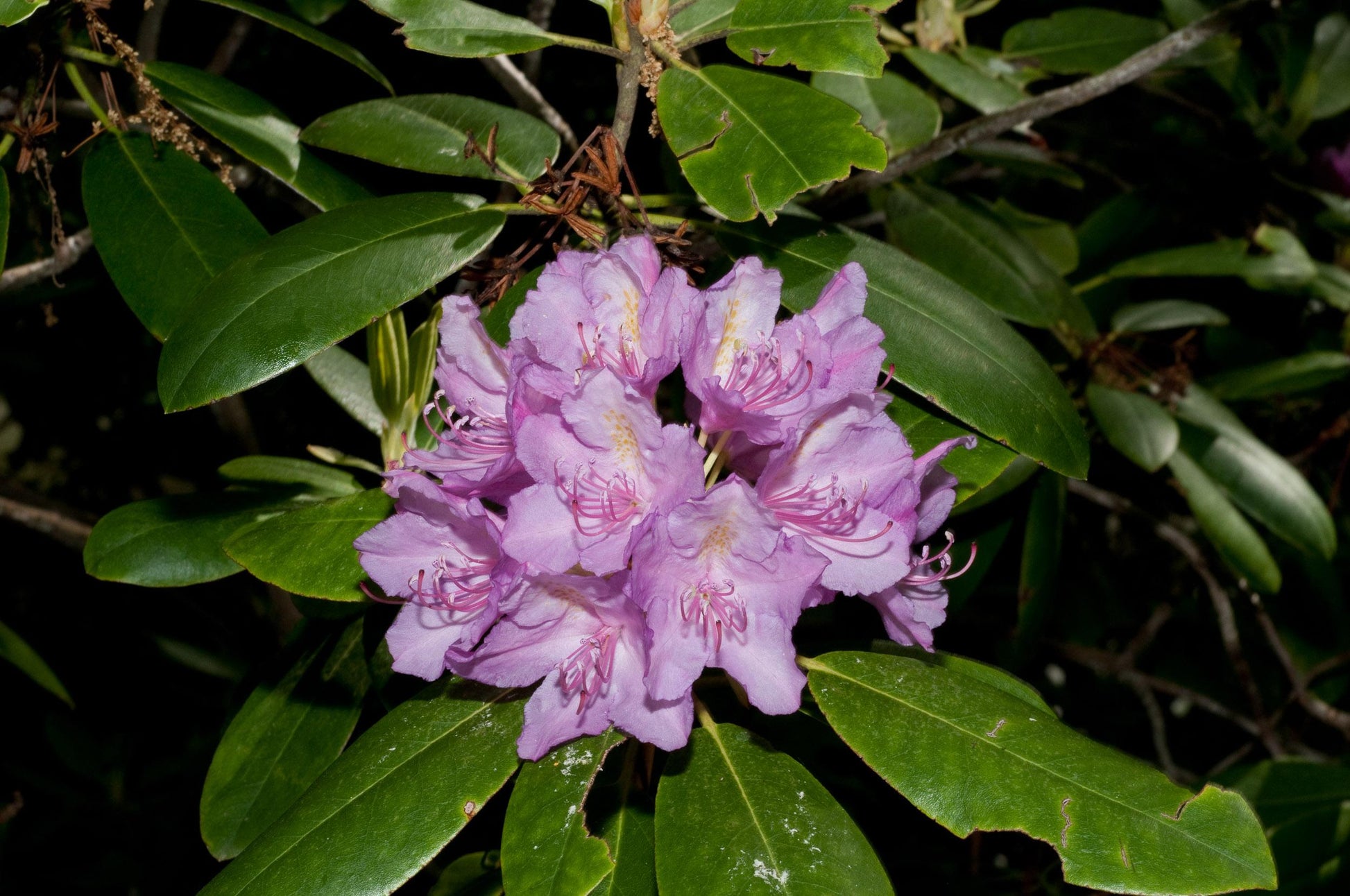 Rhododendron Maximum - View 2 from www redcrocus com