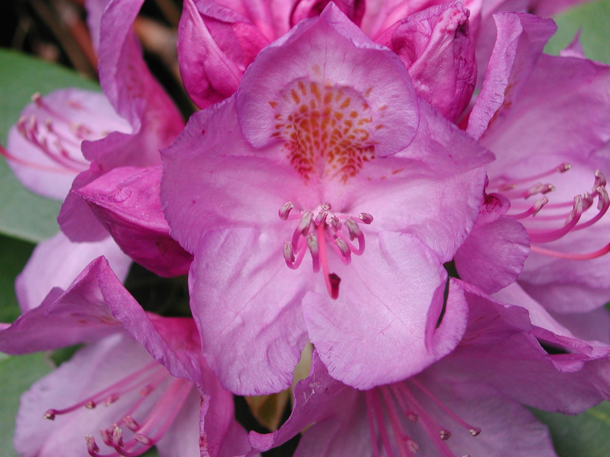 Rhododendron Maximum - View 4 from www redcrocus com