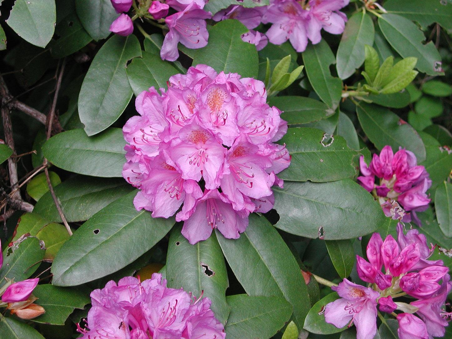 Rhododendron Maximum - View 5 from www redcrocus com