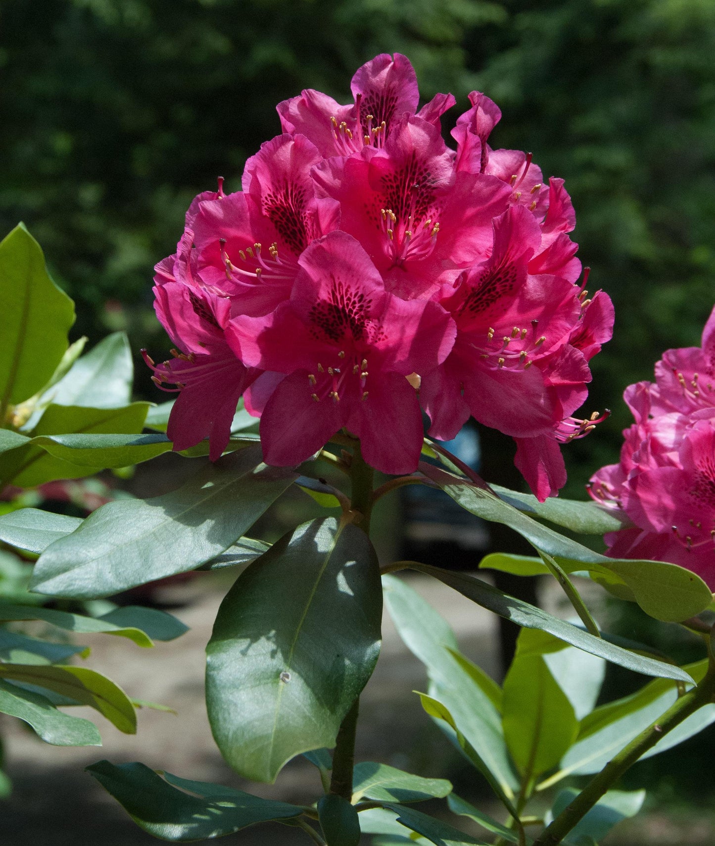 Rhododendron Maximum - View 6 from www redcrocus com