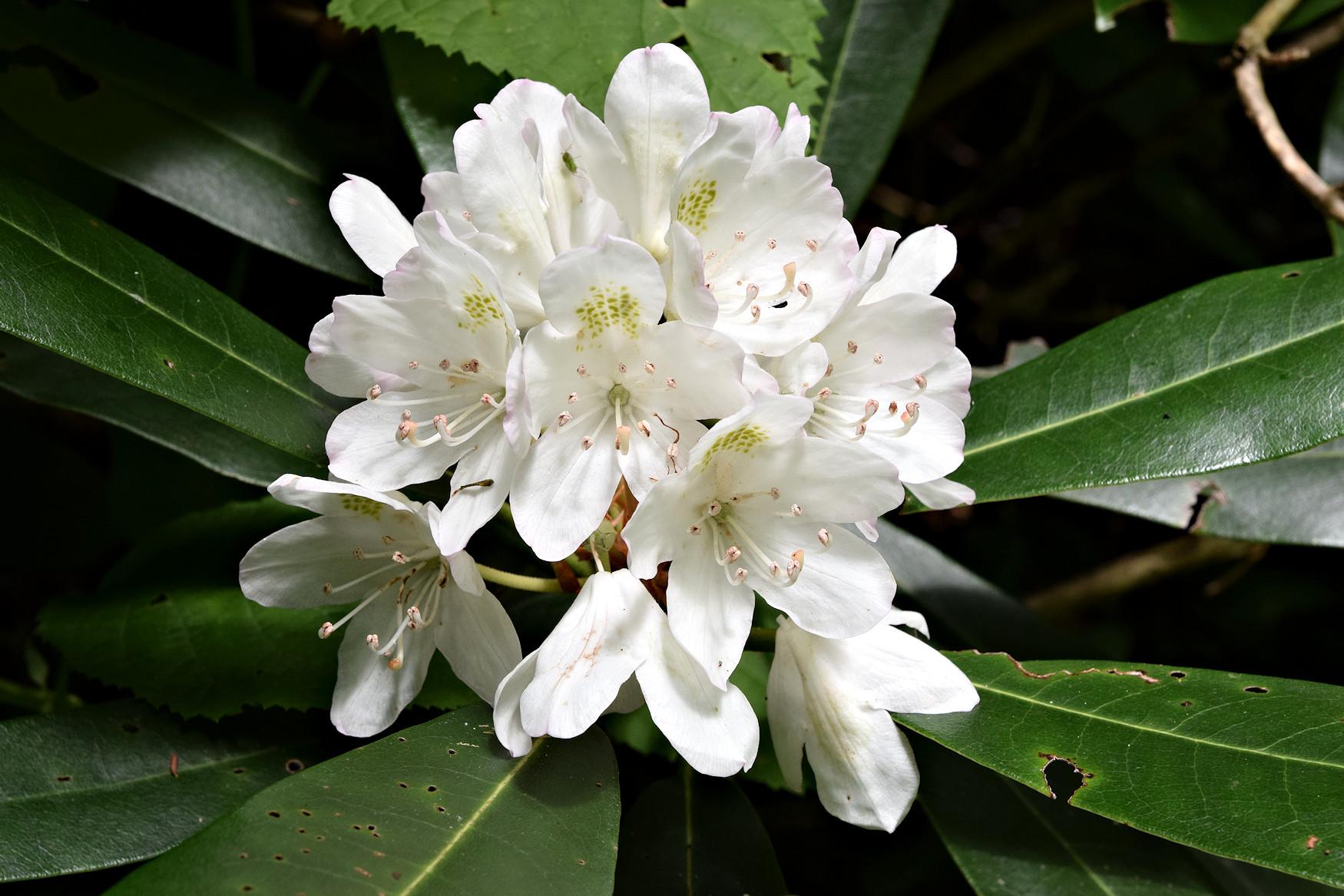 Rhododendron Maximum - View 8 from www redcrocus com